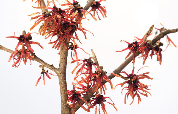 Hamamelis