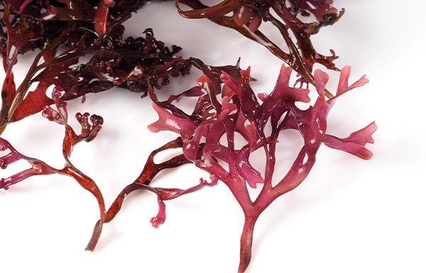 Red Algae Extract