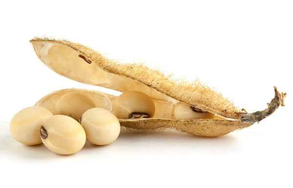 Soybean Extract