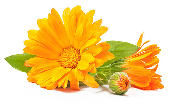 Ekstrak Calendula