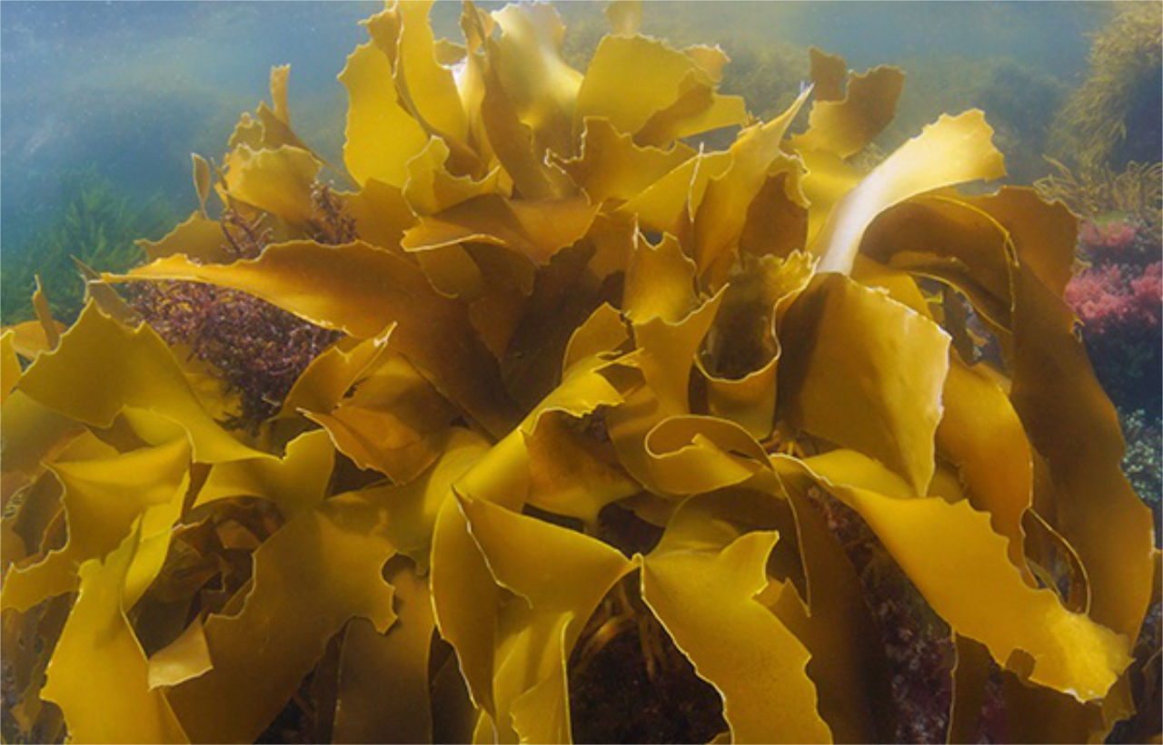 Golden Kelp